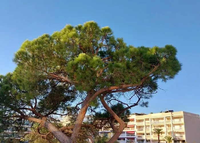 Palm La Brise Daire *