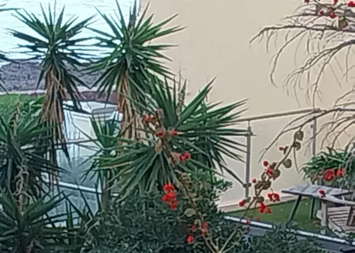 Palm La Brise *