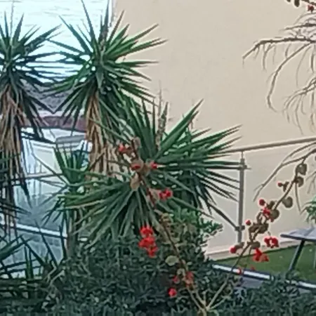 Palm La Brise *